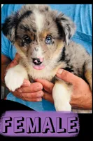 Freckles, a female Australian Shepherd and Miniature Australian Shepherd for sale in Gilmer, TX – 1 of 1