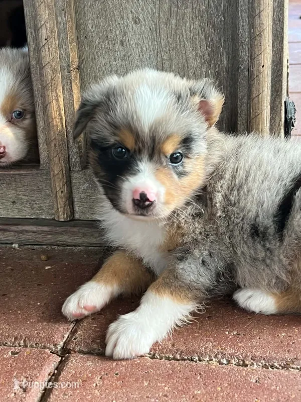 Monty – Australian Shepherd, Miniature Australian Shepherd puppy for sale in Gilmer, TX