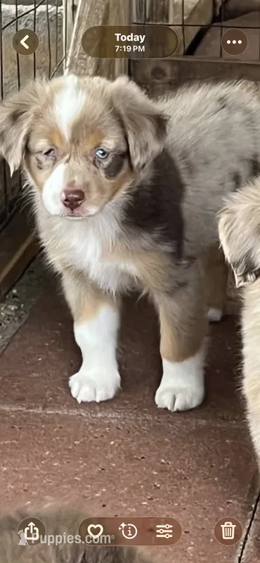 Dream  – Australian Shepherd, Miniature Australian Shepherd puppy for sale in Gilmer, TX