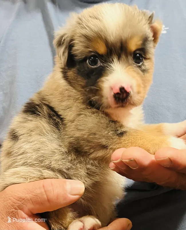 Monty – Australian Shepherd puppy for sale in Gilmer, TX