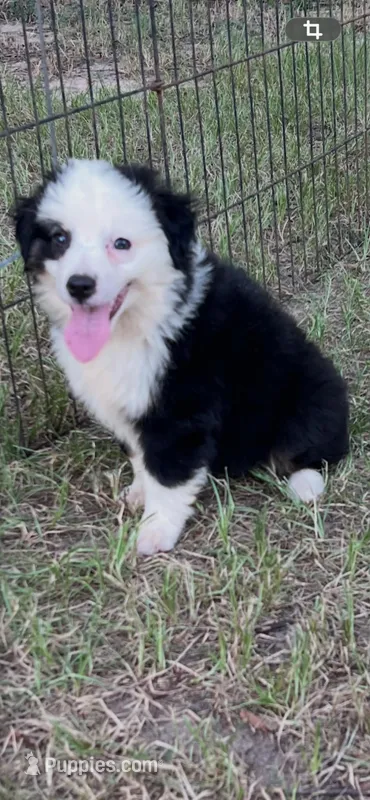 Spark – Australian Shepherd, Miniature Australian Shepherd puppy for sale in Gilmer, TX