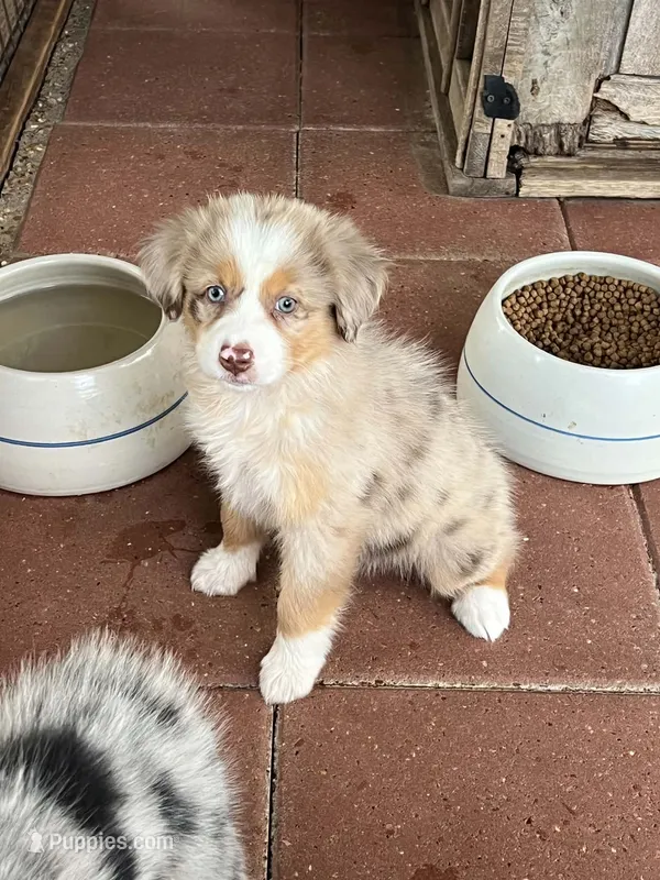 Dolly  – Australian Shepherd, Miniature Australian Shepherd puppy for sale in Gilmer, TX