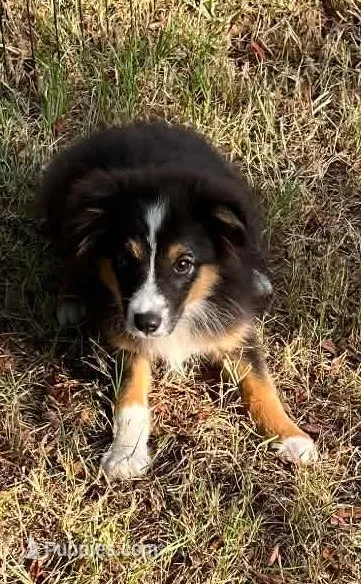 Bonita – Australian Shepherd, Miniature Australian Shepherd puppy for sale in Gilmer, TX