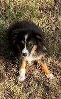 Bonita, a female Australian Shepherd and Miniature Australian Shepherd for sale in Gilmer, TX – 1 of 7