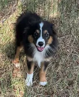Bonita, a female Australian Shepherd and Miniature Australian Shepherd for sale in Gilmer, TX – 3 of 7