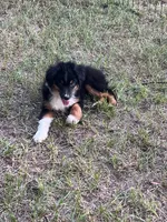 Charlie, a male Australian Shepherd and Miniature Australian Shepherd for sale in Gilmer, TX – 7 of 9