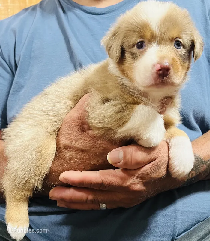 Dream  – Australian Shepherd puppy for sale in Gilmer, TX