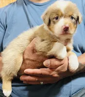 Dream , a female Australian Shepherd for sale in Gilmer, TX – 1 of 1