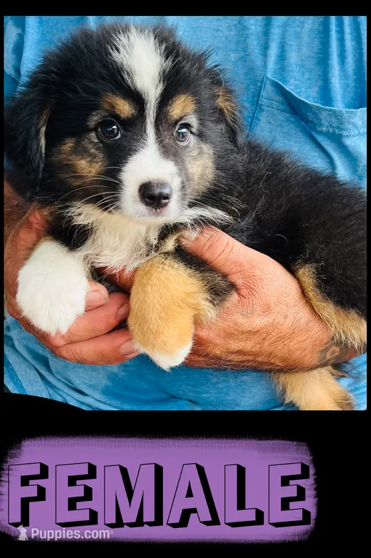 Bonita – Australian Shepherd, Miniature Australian Shepherd puppy for sale in Gilmer, TX