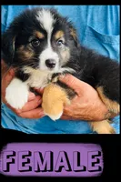 Bonita, a female Australian Shepherd and Miniature Australian Shepherd for sale in Gilmer, TX – 1 of 1