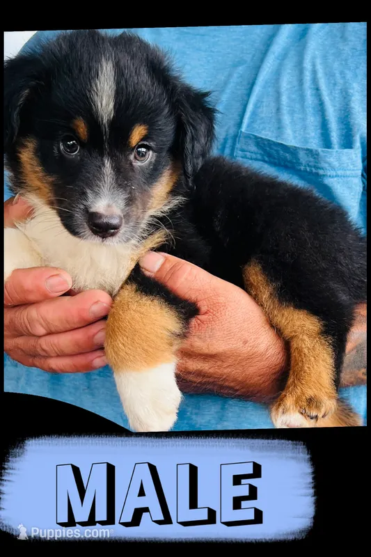 Charlie – Australian Shepherd, Miniature Australian Shepherd puppy for sale in Gilmer, TX