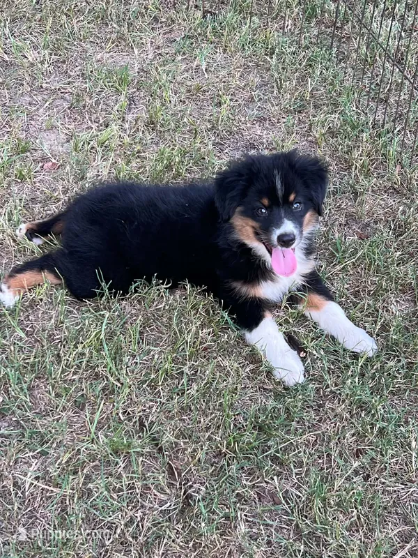 Harmony – Australian Shepherd, Miniature Australian Shepherd puppy for sale in Gilmer, TX