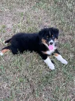 Harmony, a female Australian Shepherd and Miniature Australian Shepherd for sale in Gilmer, TX – 1 of 4