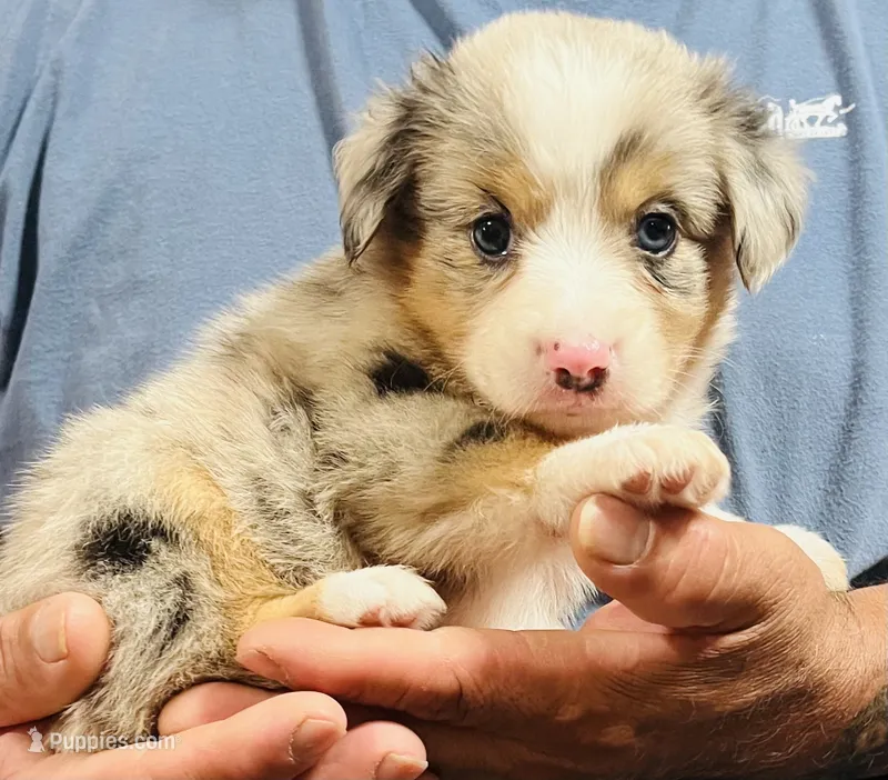 Angelica – Australian Shepherd puppy for sale in Gilmer, TX