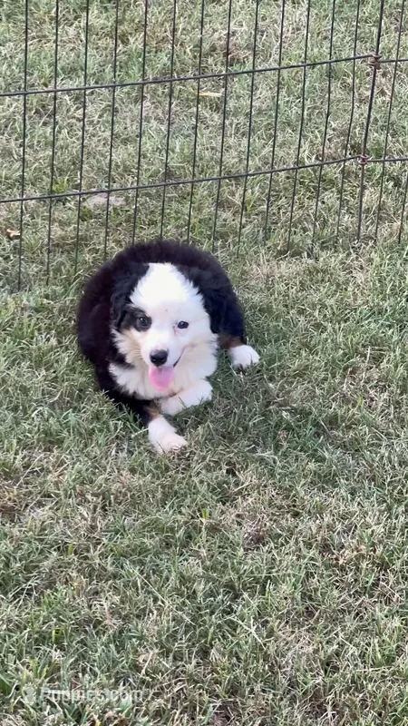 Spark – Australian Shepherd, Miniature Australian Shepherd puppy for sale in Gilmer, TX