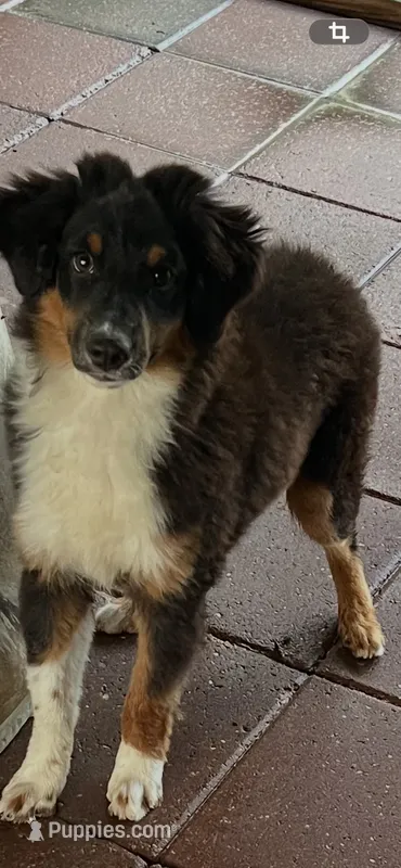 Mario – Australian Shepherd, Miniature Australian Shepherd puppy for sale in Gilmer, TX