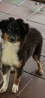 Mario, a male Australian Shepherd and Miniature Australian Shepherd for sale in Gilmer, TX – 1 of 1
