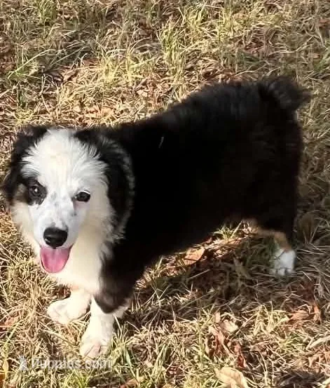 Spark – Australian Shepherd, Miniature Australian Shepherd puppy for sale in Gilmer, TX