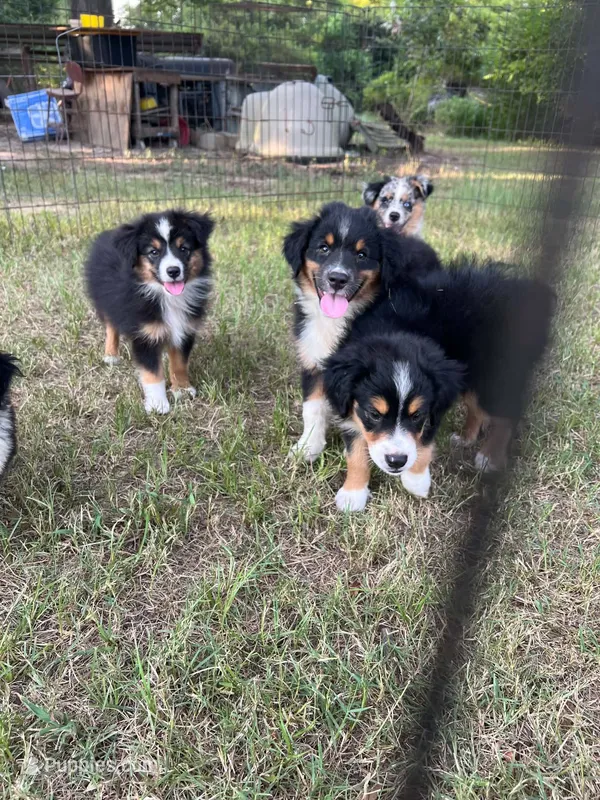 Sahsa – Australian Shepherd, Miniature Australian Shepherd puppy for sale in Gilmer, TX