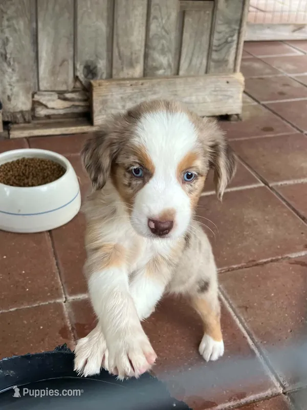 Daisy Mae – Australian Cattle Dog, Miniature Australian Shepherd puppy for sale in Gilmer, TX