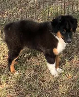 Charlie, a male Australian Shepherd and Miniature Australian Shepherd for sale in Gilmer, TX – 3 of 9