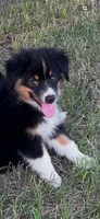 Harmony, a female Australian Shepherd and Miniature Australian Shepherd for sale in Gilmer, TX – 3 of 4