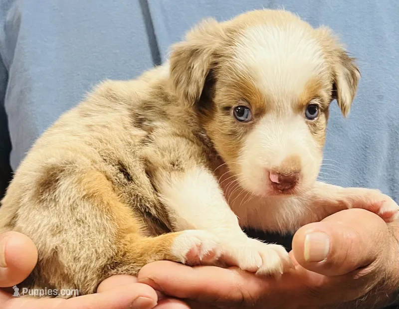 Daisy Mae – Australian Cattle Dog puppy for sale in Gilmer, TX