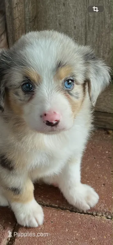 Angelica – Australian Shepherd, Miniature Australian Shepherd puppy for sale in Gilmer, TX