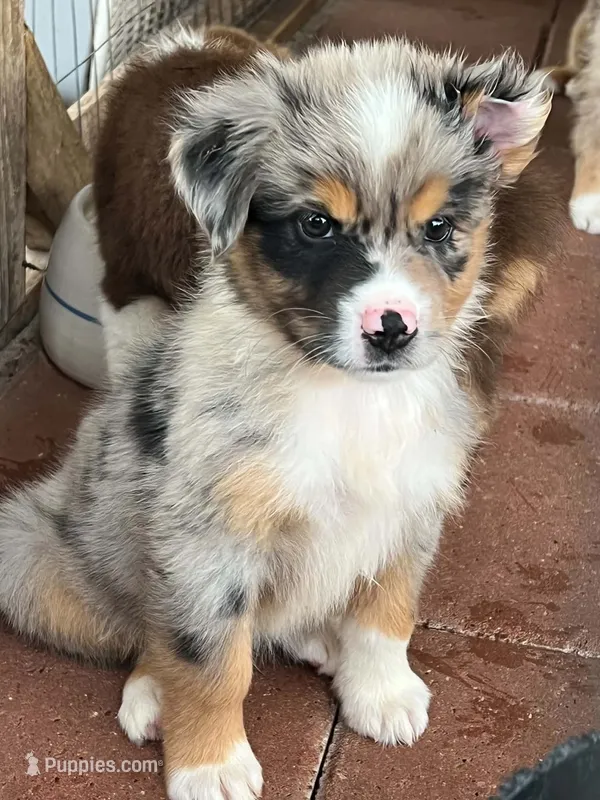Monty – Australian Shepherd, Miniature Australian Shepherd puppy for sale in Gilmer, TX