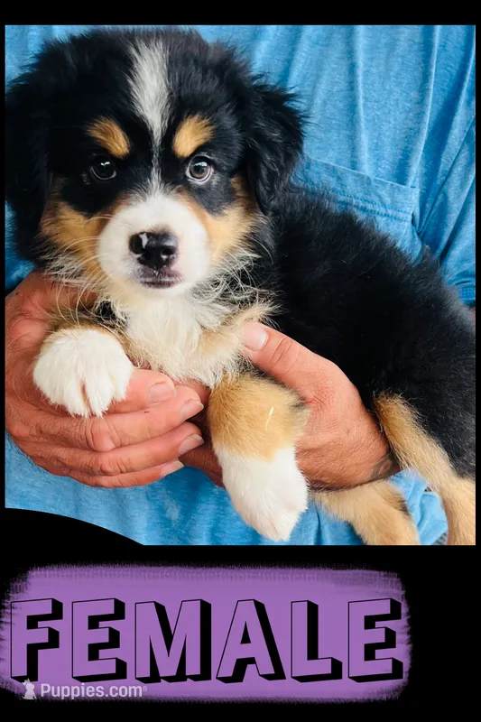 Sahsa – Australian Shepherd, Miniature Australian Shepherd puppy for sale in Gilmer, TX