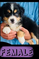 Sahsa, a female Australian Shepherd and Miniature Australian Shepherd for sale in Gilmer, TX – 1 of 1