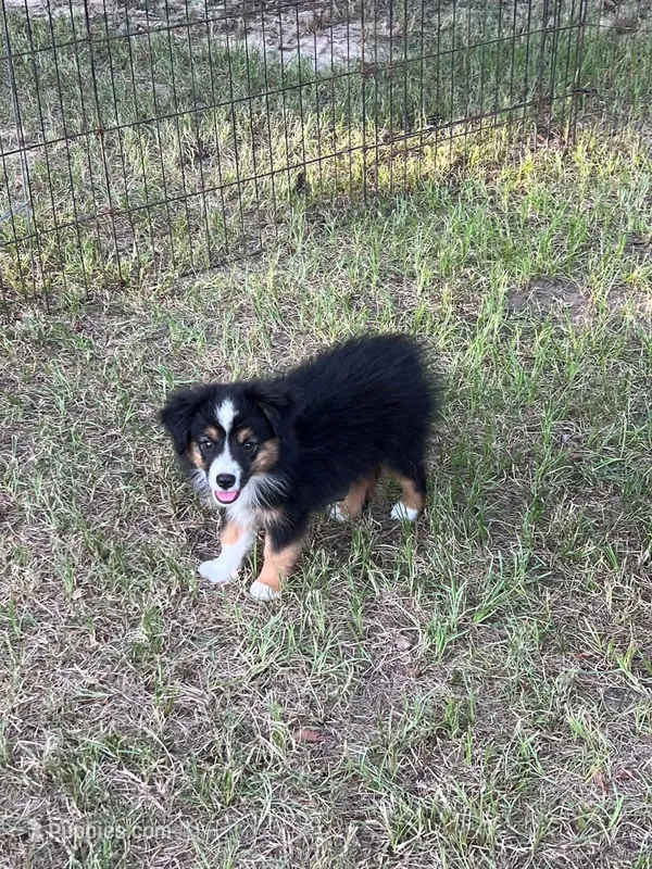 Bonita – Australian Shepherd, Miniature Australian Shepherd puppy for sale in Gilmer, TX
