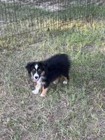 Bonita, a female Australian Shepherd and Miniature Australian Shepherd for sale in Gilmer, TX – 5 of 7