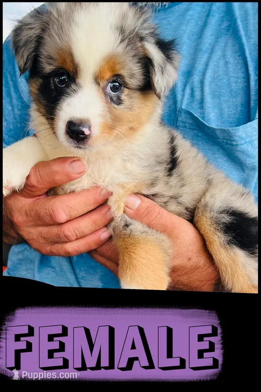 Lucy – Australian Shepherd, Miniature Australian Shepherd puppy for sale in Gilmer, TX