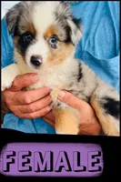 Lucy, a female Australian Shepherd and Miniature Australian Shepherd for sale in Gilmer, TX – 1 of 1