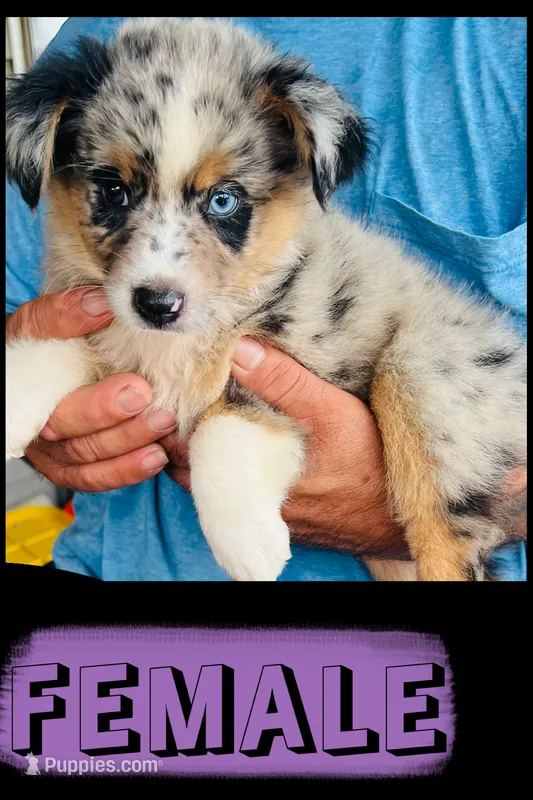 Speckles – Australian Shepherd, Miniature Australian Shepherd puppy for sale in Gilmer, TX