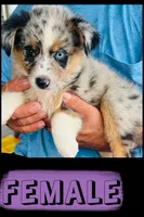 Speckles, a female Australian Shepherd and Miniature Australian Shepherd for sale in Gilmer, TX – 1 of 1