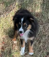 Bonita, a female Australian Shepherd and Miniature Australian Shepherd for sale in Gilmer, TX – 2 of 7