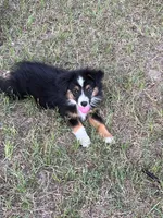 Bonita, a female Australian Shepherd and Miniature Australian Shepherd for sale in Gilmer, TX – 6 of 7