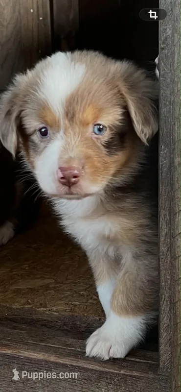 Dream  – Australian Shepherd, Miniature Australian Shepherd puppy for sale in Gilmer, TX