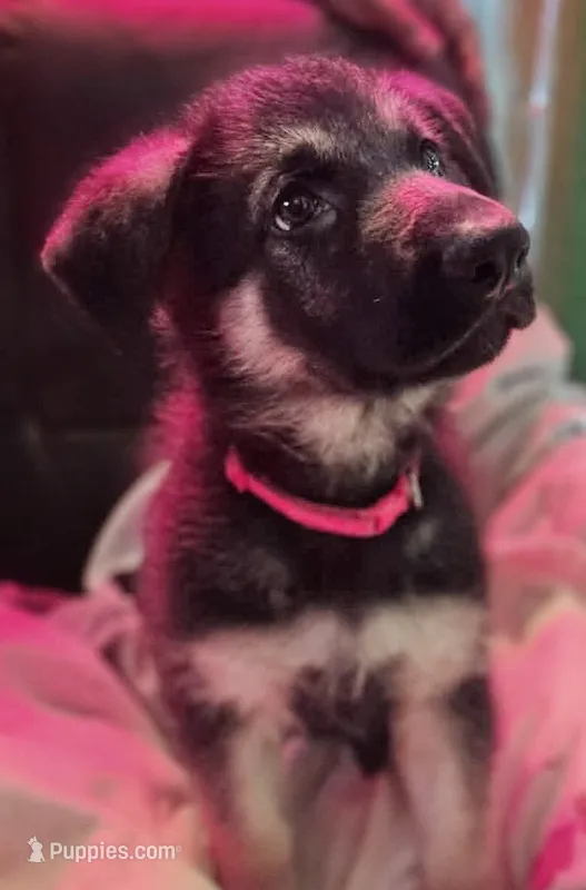 Red Collar – German Shepherd Dog puppy for sale in Dayton, OH