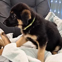 Lime Green Collar, a male German Shepherd Dog for sale in Dayton, OH – 3 of 3