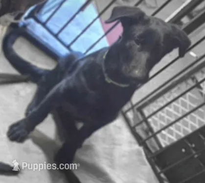 Green Collar – German Shepherd Dog puppy for sale in Dayton, OH