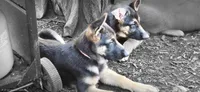 Purple Collar, a female German Shepherd Dog for sale in Dayton, OH – 6 of 9