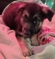 Red Collar, a female German Shepherd Dog for sale in Dayton, OH – 3 of 3