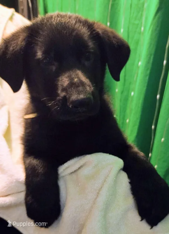 Green Collar – German Shepherd Dog puppy for sale in Dayton, OH