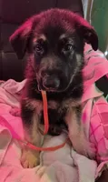 Yellow Collar, a female German Shepherd Dog for sale in Dayton, OH – 2 of 3