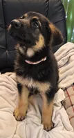 Pink Collar, a male German Shepherd Dog for sale in Dayton, OH – 3 of 3