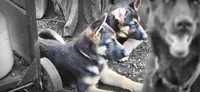 Blue Collar, a female German Shepherd Dog for sale in Dayton, OH – 3 of 6