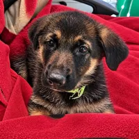 Lime Green Collar, a male German Shepherd Dog for sale in Dayton, OH – 1 of 3